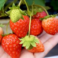 Strawberry picking / Taste picking experience
